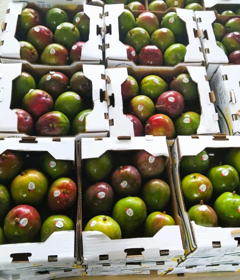 Empaque 8 mangos 1